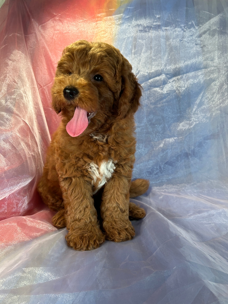 Dark Red Mini Goldendoodle Male Ready Now! DOB 7-13-2023 $1000